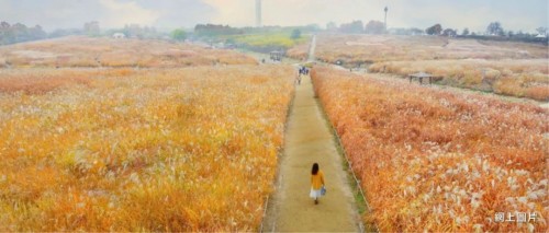 韓國蘭芝島（網上圖片）