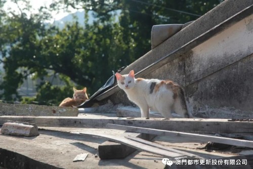 平民村的貓鄰里